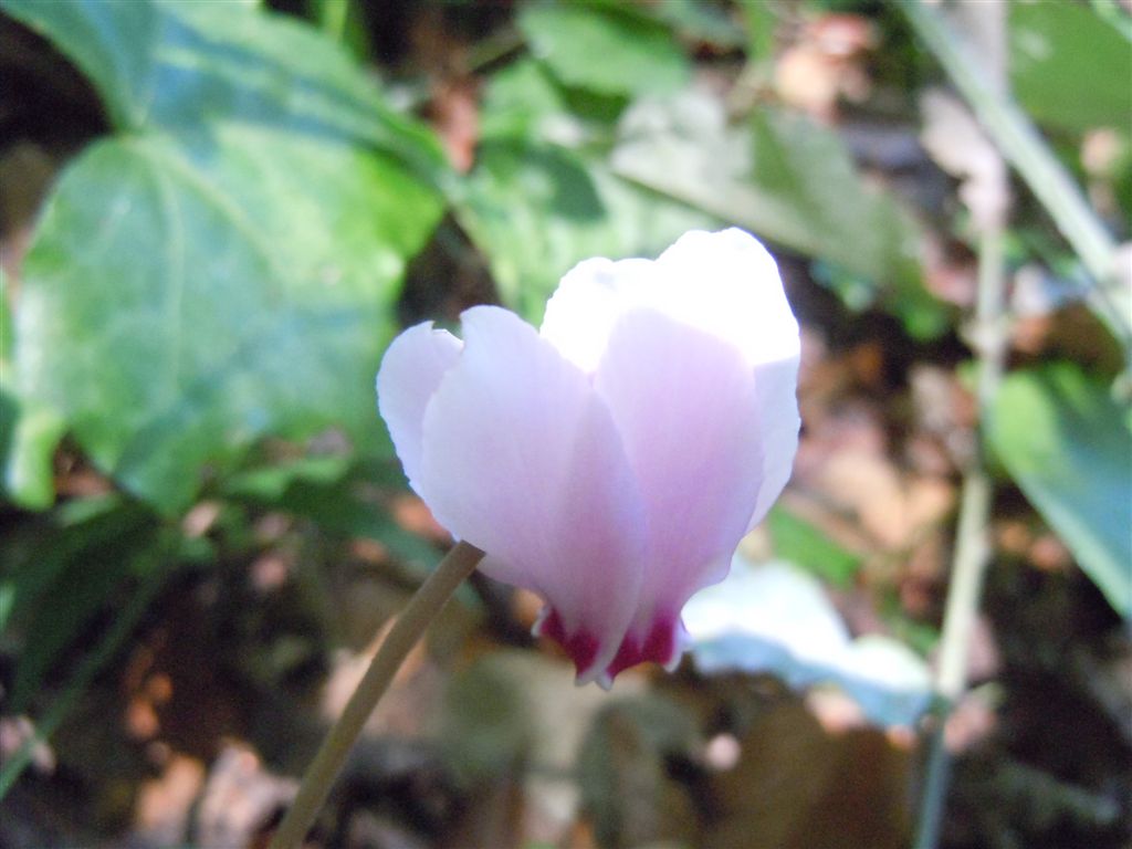 Cyclamen hederifolium